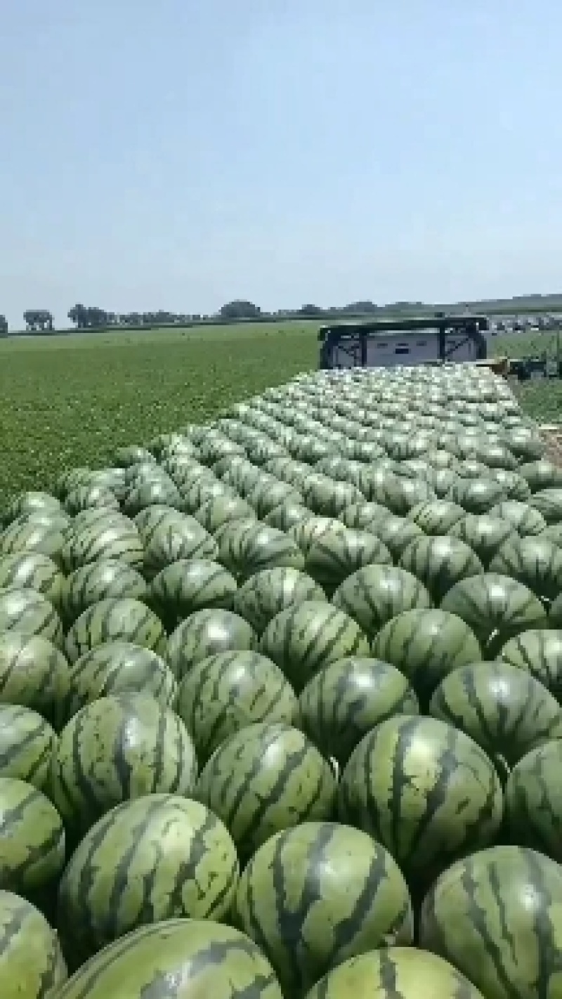 庆红999西瓜吉林西瓜产地直发一手货源欢迎来电