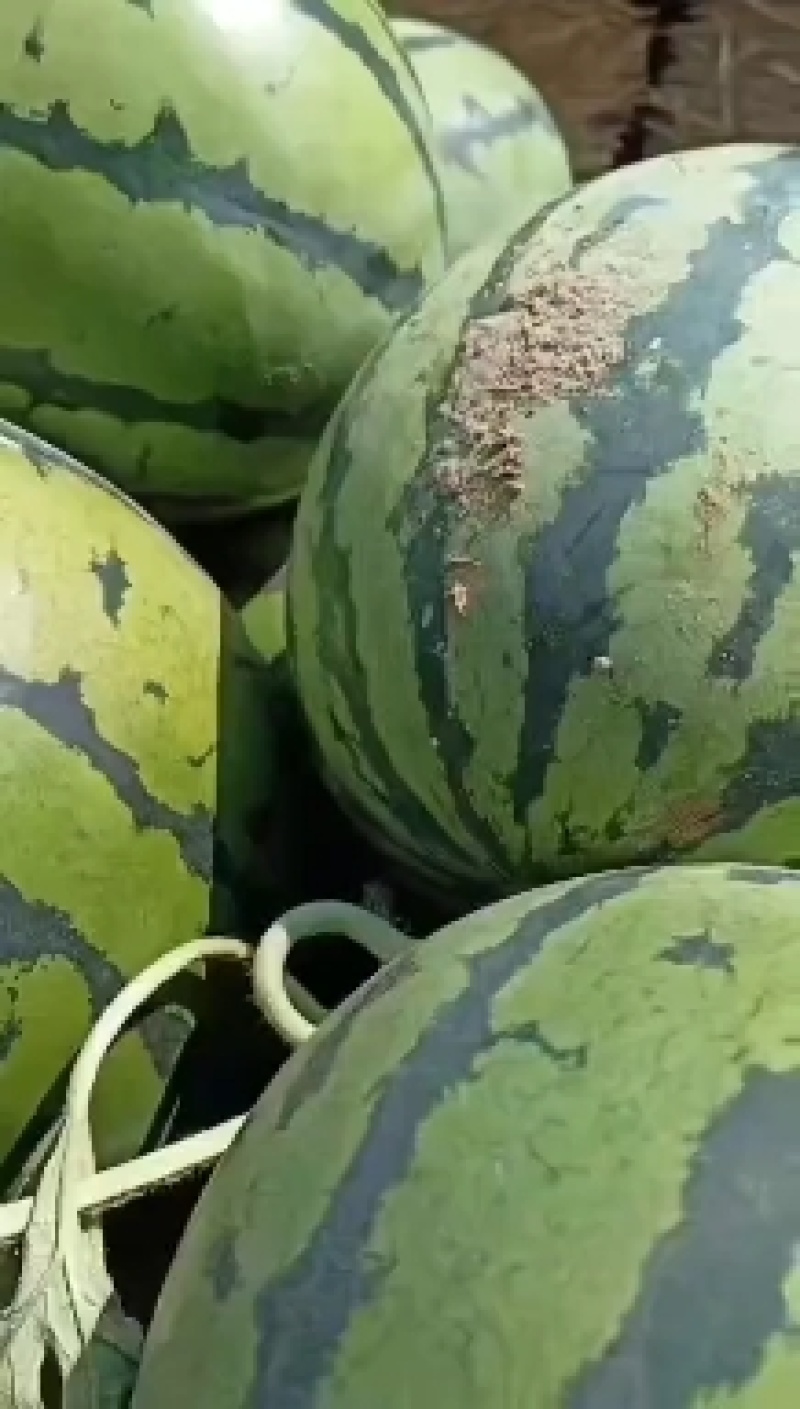 庆红999西瓜吉林西瓜产地直发一手货源欢迎来电
