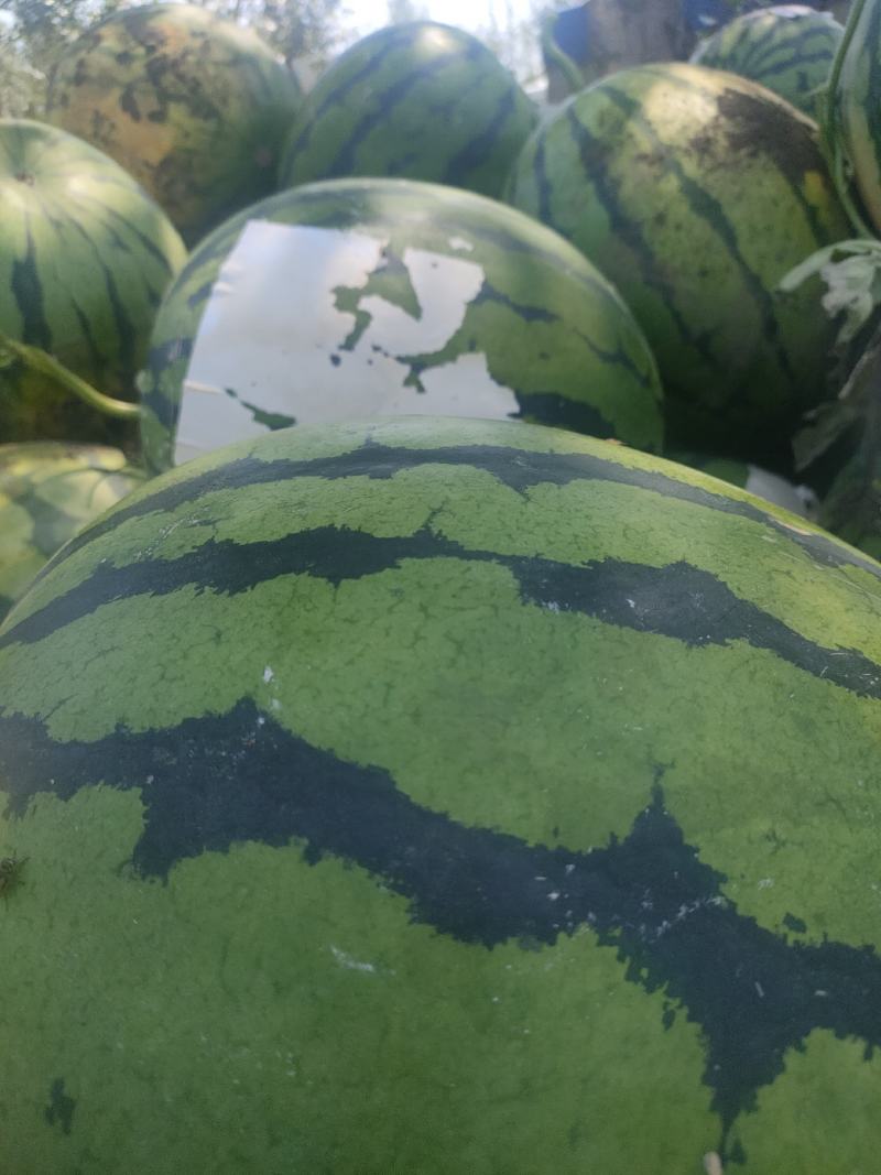 庆红999西瓜吉林西瓜产地直发一手货源欢迎来电