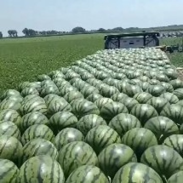 庆红999西瓜吉林西瓜产地直发一手货源欢迎来电