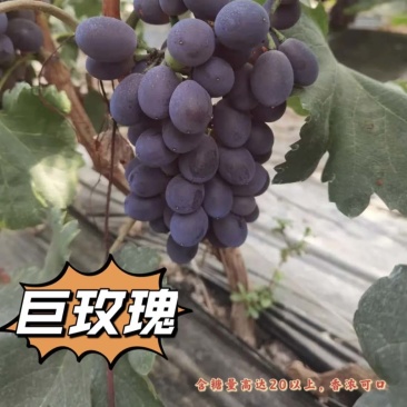 精品巨玫瑰，口感好保卖回头客欢迎大家来园看货，清棚
