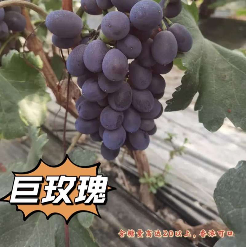 精品巨玫瑰，口感好保卖回头客欢迎大家来园看货，清棚