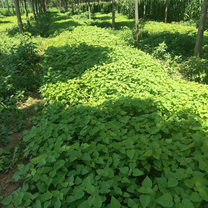 梓树小苗，太康梓树苗批发，梓树苗价格