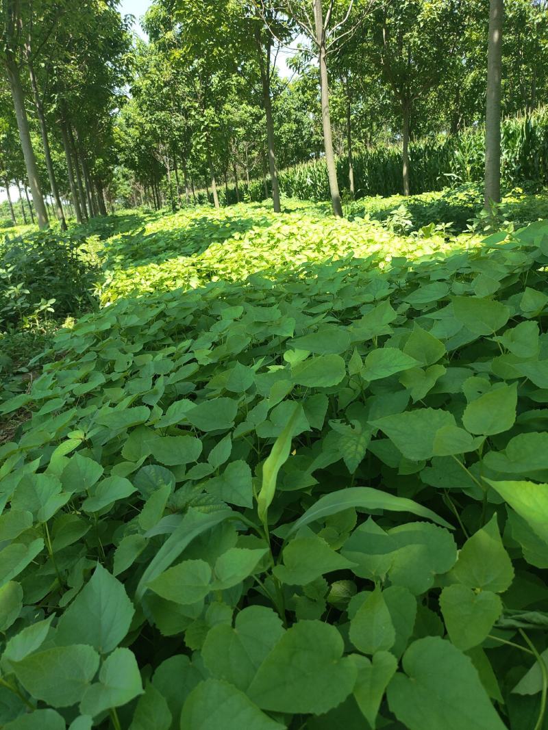 梓树小苗，太康梓树苗批发，梓树苗价格