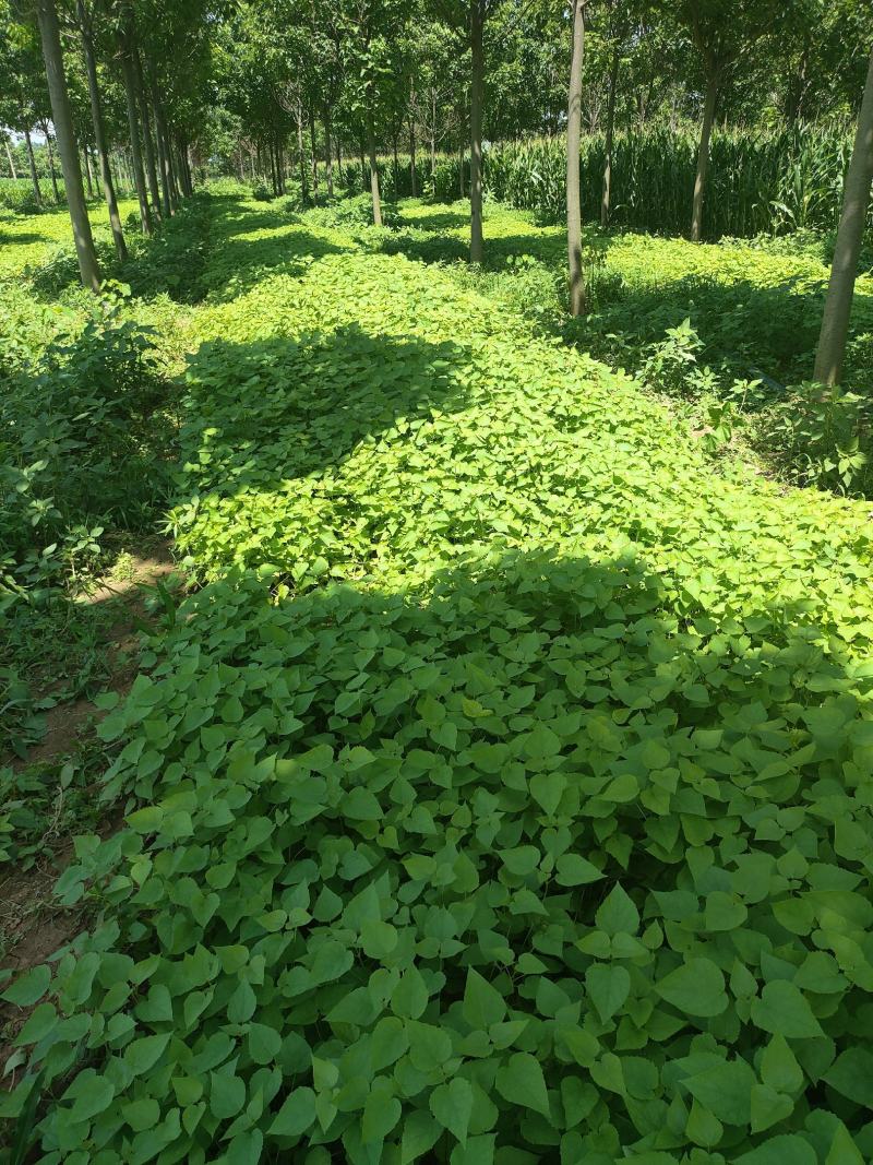 梓树小苗，太康梓树苗批发，梓树苗价格