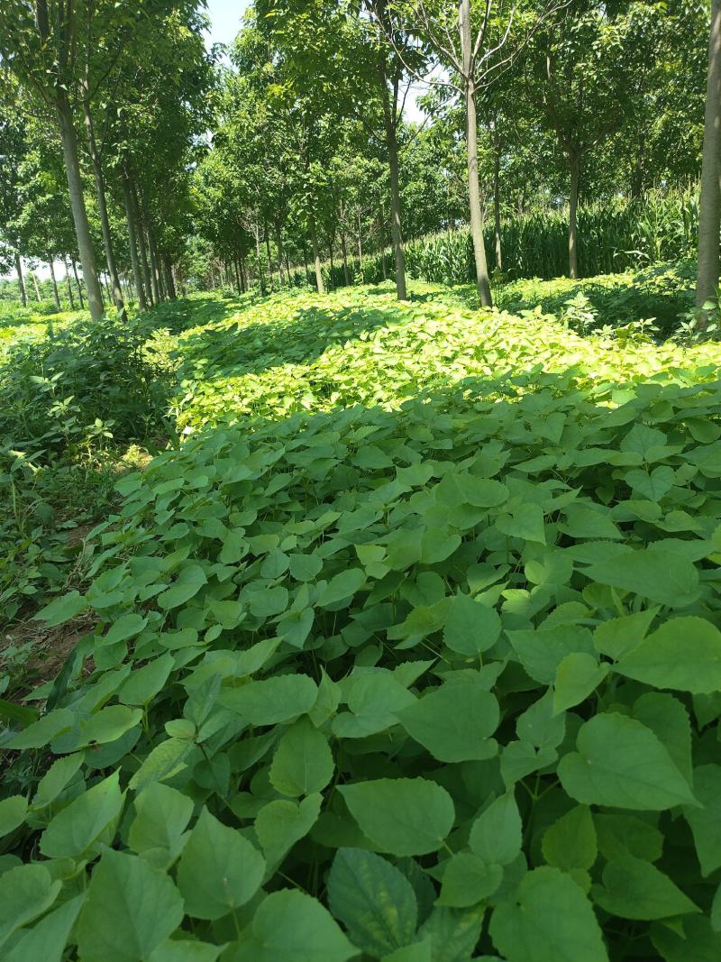 梓树小苗，太康梓树苗批发，梓树苗价格