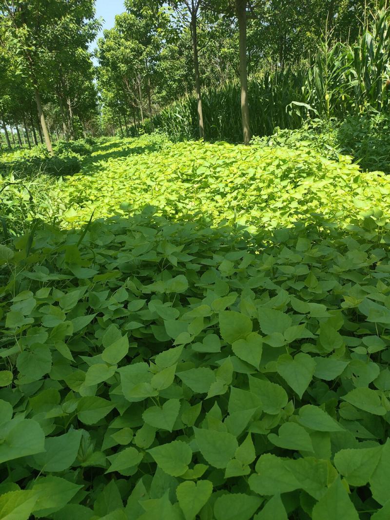 梓树小苗，太康梓树苗批发，梓树苗价格