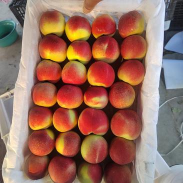 珍珠枣油桃大量上市，果面干净，口感脆甜，颜色好，要的联系