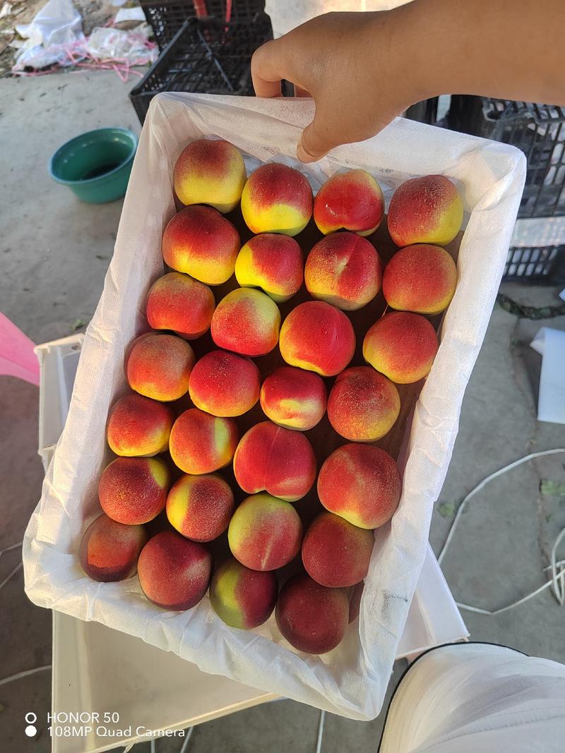 珍珠枣油桃大量上市，果面干净，口感脆甜，颜色好，要的联系
