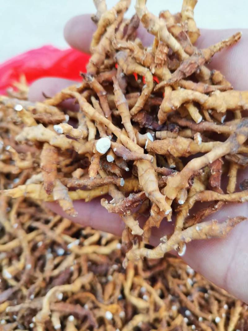 秦岭高山林下九节菖蒲水洗货，含量高，净度好