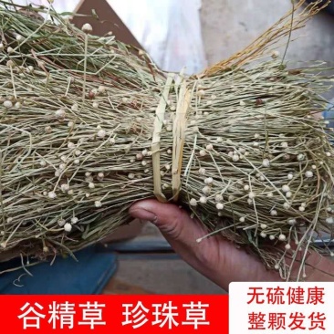 中草药野生谷精草珍珠草耳朵刷子挖耳朵草干货50