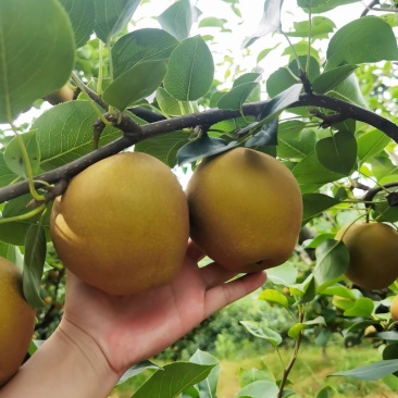 黄花梨大量上市