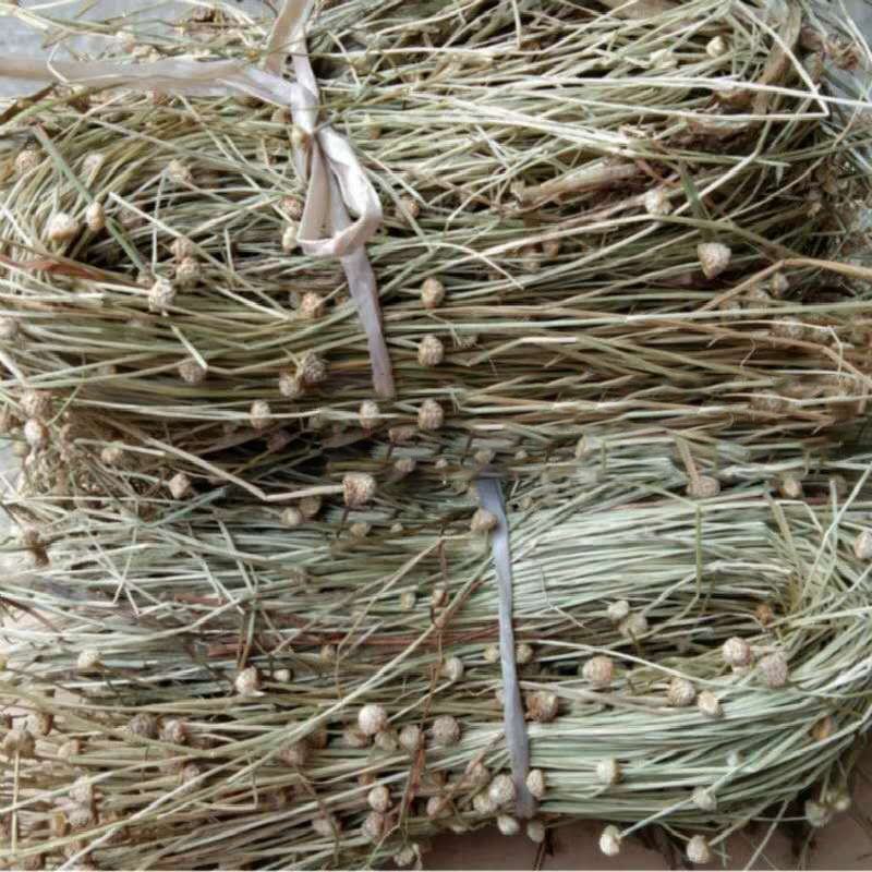 中草药野生谷精草珍珠草耳朵刷子挖耳朵草干货50