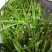 中草药野生谷精草珍珠草耳朵刷子挖耳朵草干货50