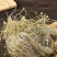 中草药野生谷精草珍珠草耳朵刷子挖耳朵草干货50