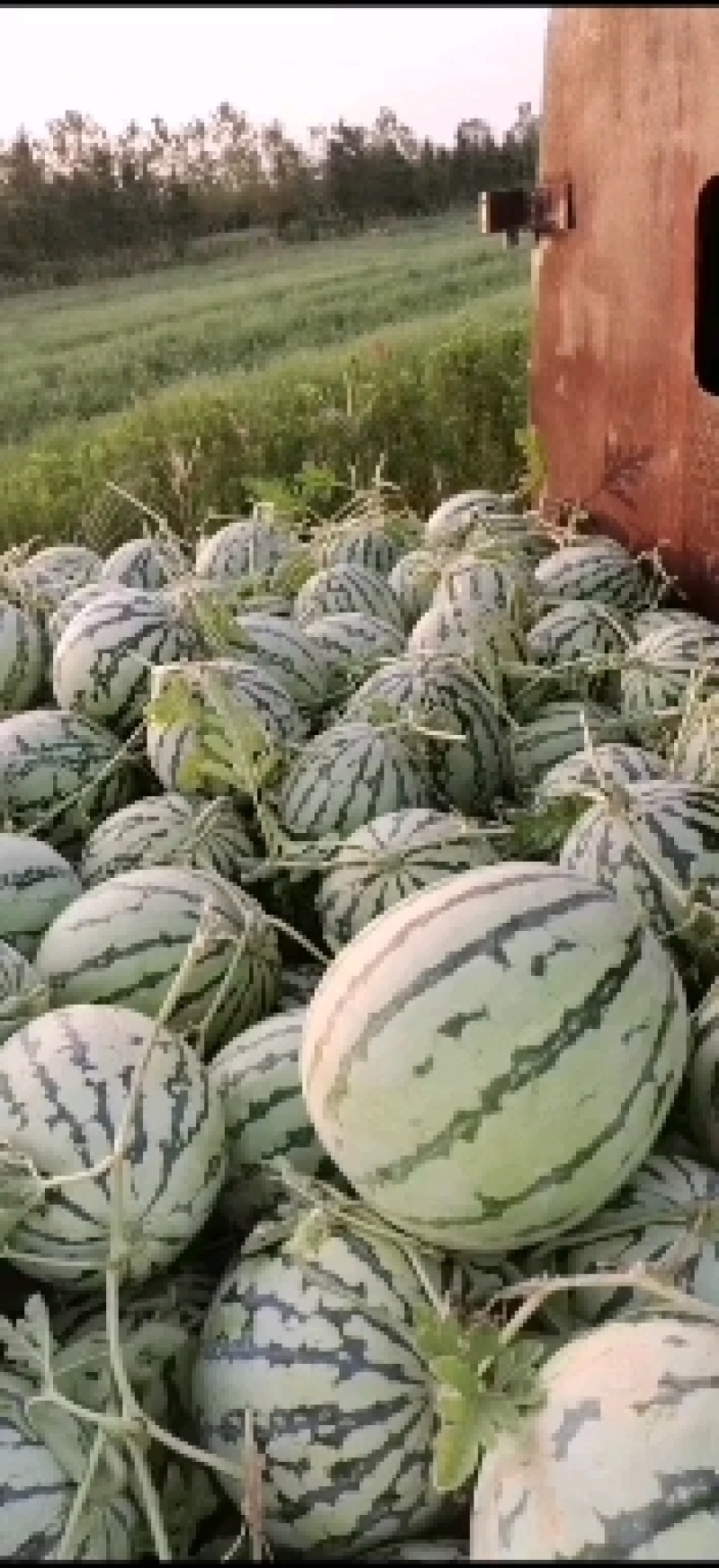 西瓜露天西瓜