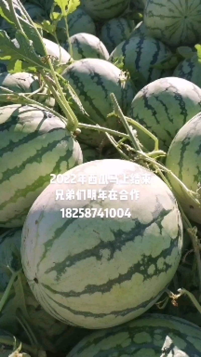 西瓜露天西瓜