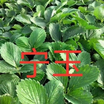 地栽苗大棚种植苗，品种九九，红颜，新丰一号，保童，，宁玉