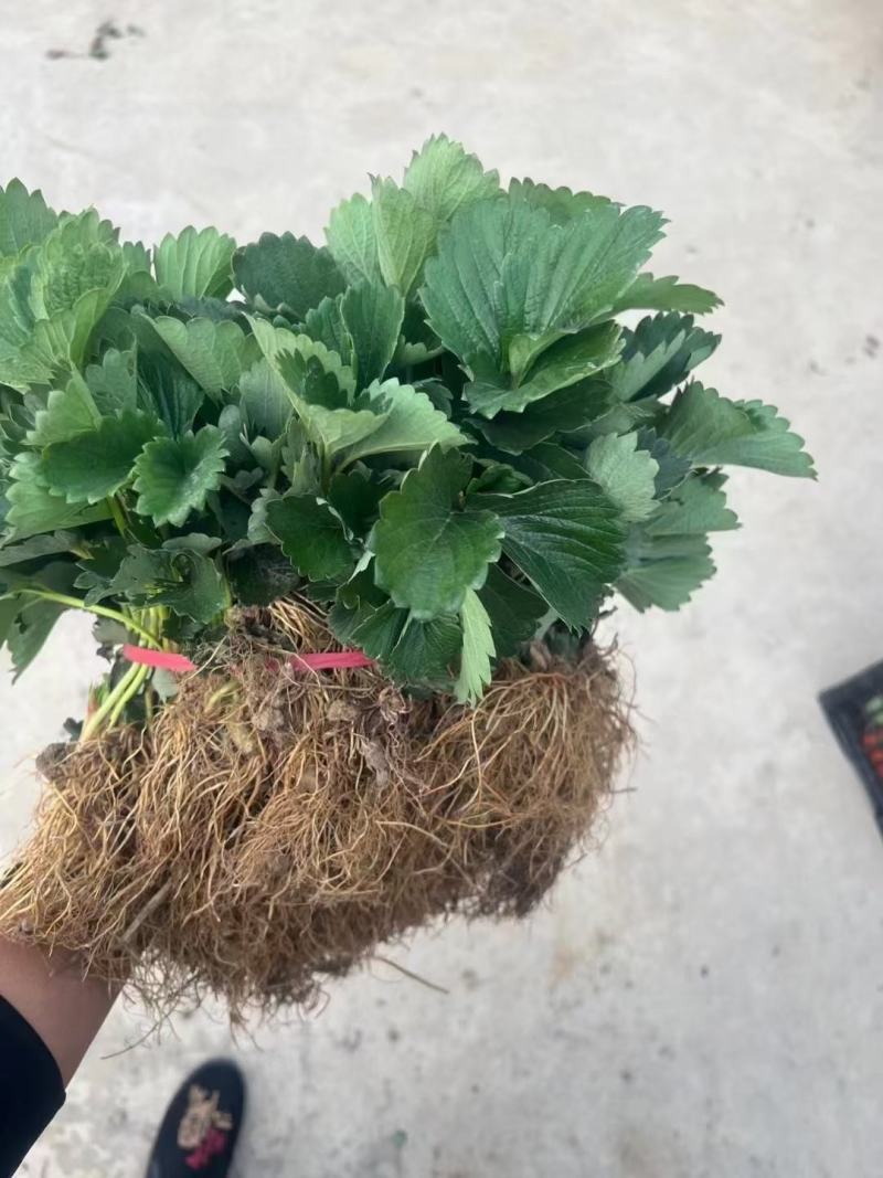地栽苗大棚种植苗，品种九九，红颜，新丰一号，保童，，宁玉
