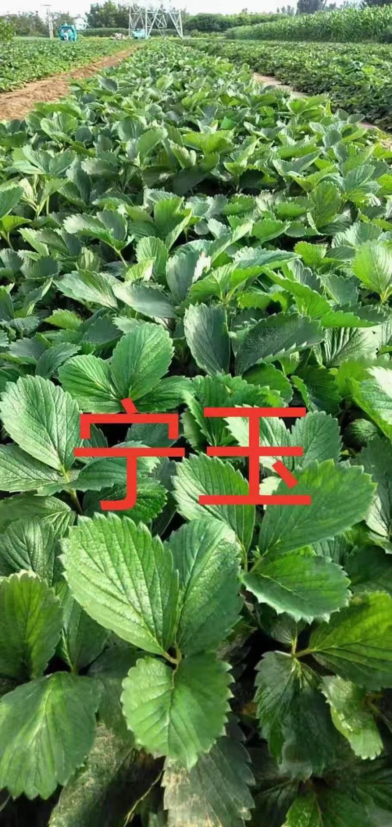 地栽苗大棚种植苗，品种九九，红颜，新丰一号，保童，，宁玉