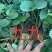 地栽苗大棚种植苗，品种九九，红颜，新丰一号，保童，，宁玉