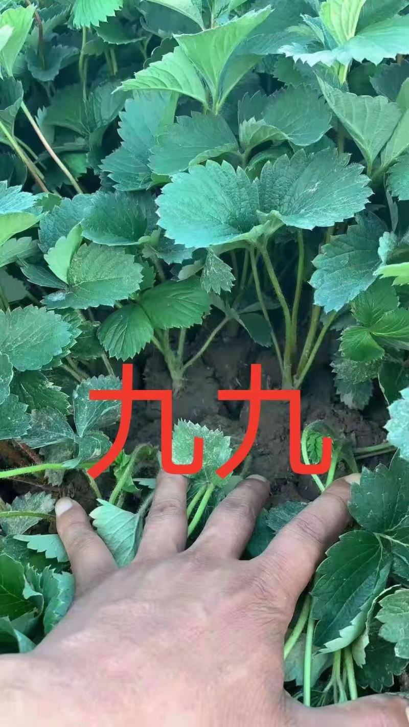 地栽苗大棚种植苗，品种九九，红颜，新丰一号，保童，，宁玉