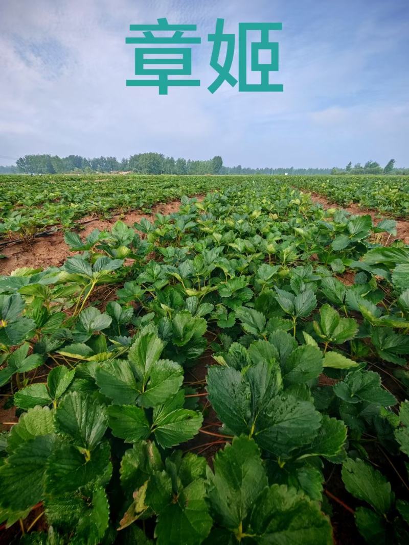 地栽苗大棚种植苗，品种九九，红颜，新丰一号，保童，，宁玉