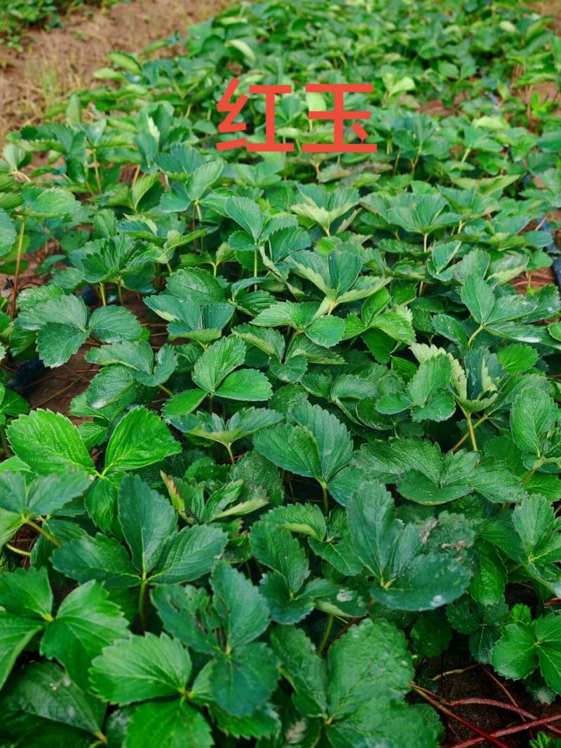 地栽苗大棚种植苗，品种九九，红颜，新丰一号，保童，，宁玉