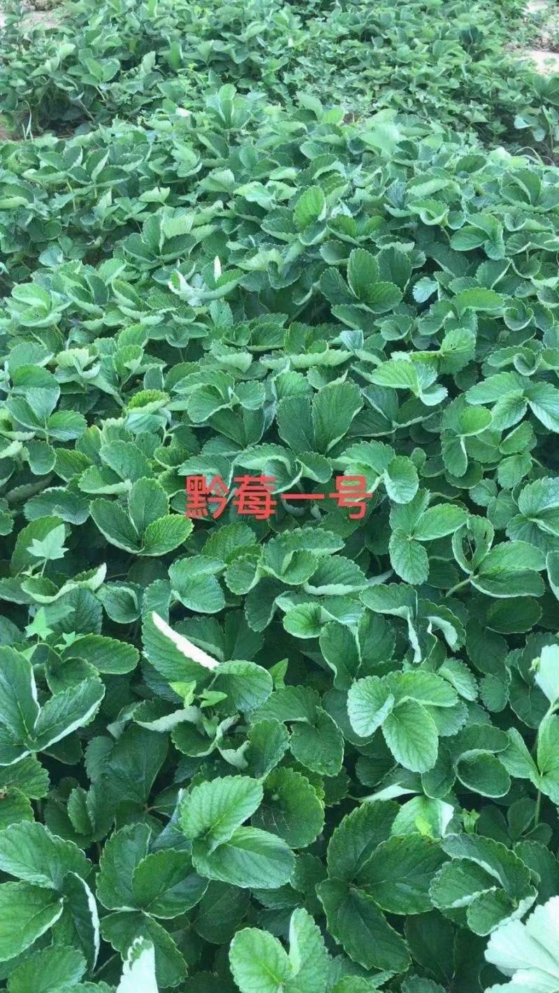 地栽苗大棚种植苗，品种九九，红颜，新丰一号，保童，，宁玉
