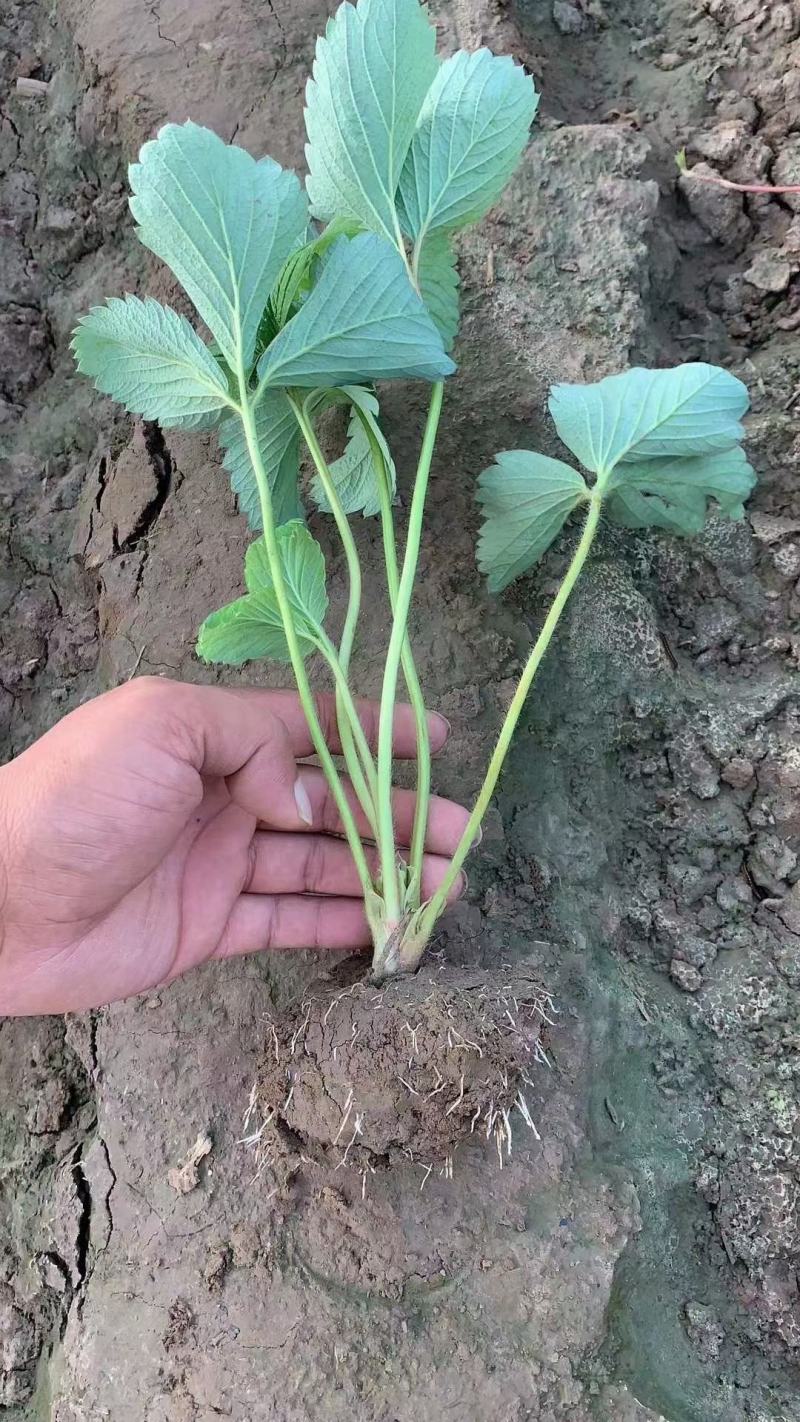 地栽苗大棚种植苗，品种九九，红颜，新丰一号，保童，，宁玉