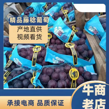 葡萄产地直销河北晋州乒乓球葡萄对接电商渠道市场诚信经营