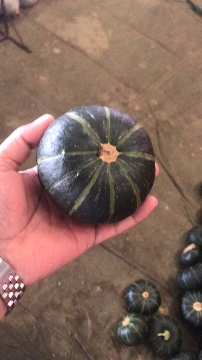 贝贝南瓜，常年供应，直接打电话，平台无法聊天