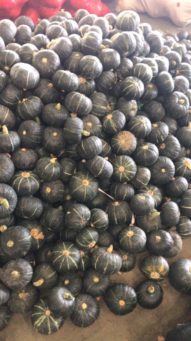 贝贝南瓜，常年供应，直接打电话，平台无法聊天
