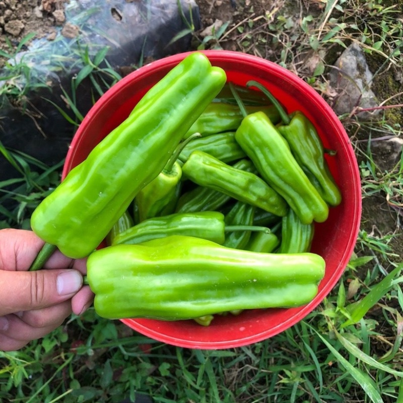 芜湖椒应县芜湖椒精品上市质量保证一手货源价格优惠欢迎老板