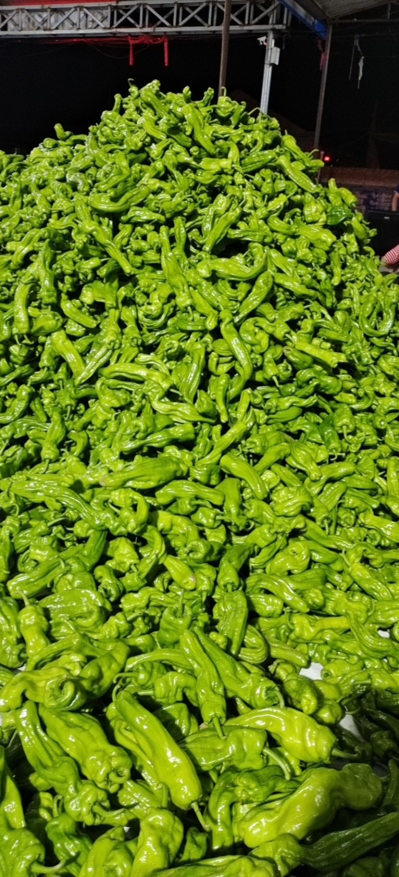 芜湖椒应县芜湖椒精品上市质量保证一手货源价格优惠欢迎老板