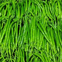 山西应县精品黑线椒大量上市量大质量好诚信经营价格优惠