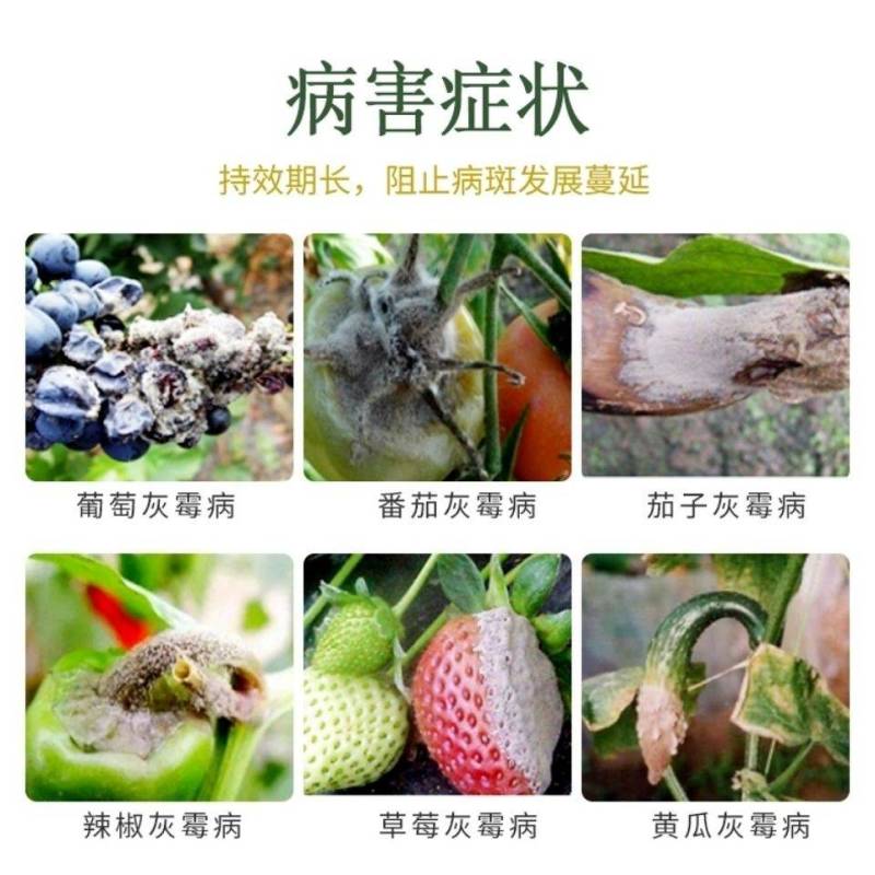 异菌脲腐霉利灰霉病菌核病叶霉病草莓葡萄黄瓜番茄辣椒农药杀