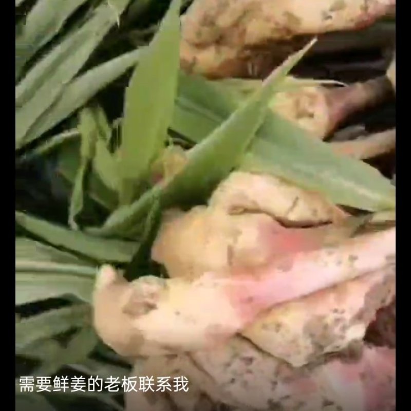 新鲜生姜代收代存