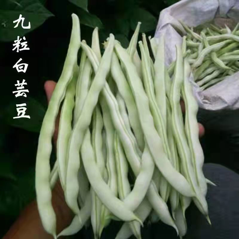 精品白芸豆九粒白芸豆大量供应量大从优诚信经营可供电商