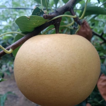 山东青岛圆黄梨大量有货！