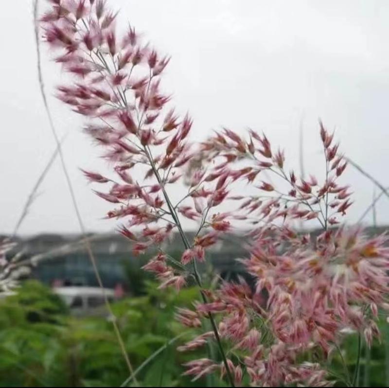 糖蜜草种子牧草种子多年生耐热防沙固土护坡草籽观赏草籽