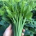 精品龙须菜每天采摘新鲜出货常年供应量大从优