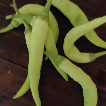 嫩白辣椒