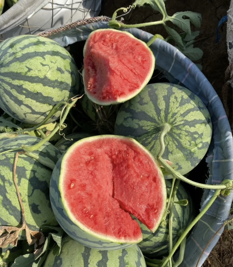 河南711西瓜-现摘现发-种类齐全-诚信经营一手货源