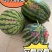 河南711西瓜-现摘现发-种类齐全-诚信经营一手货源
