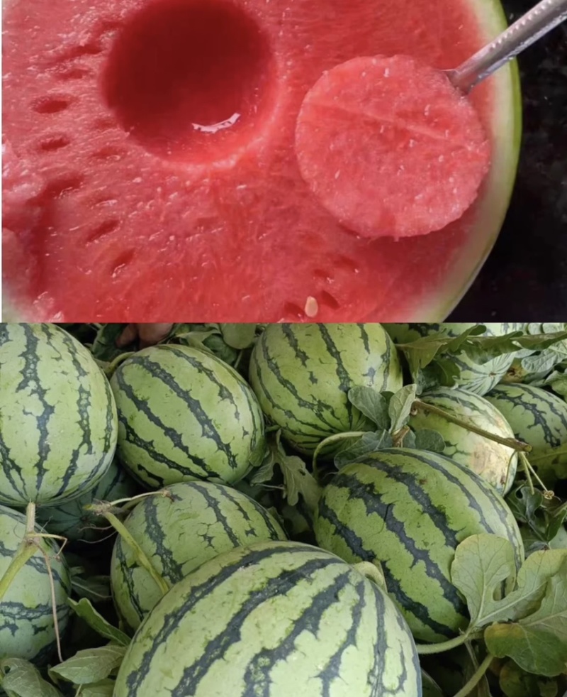 河南711西瓜-现摘现发-种类齐全-诚信经营一手货源