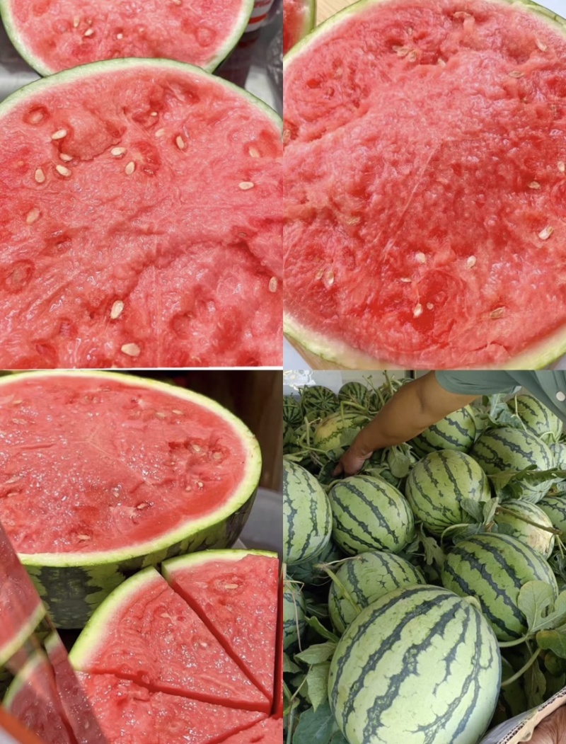 河南711西瓜-现摘现发-种类齐全-诚信经营一手货源