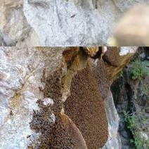 香格里拉野生岩蜂蜜