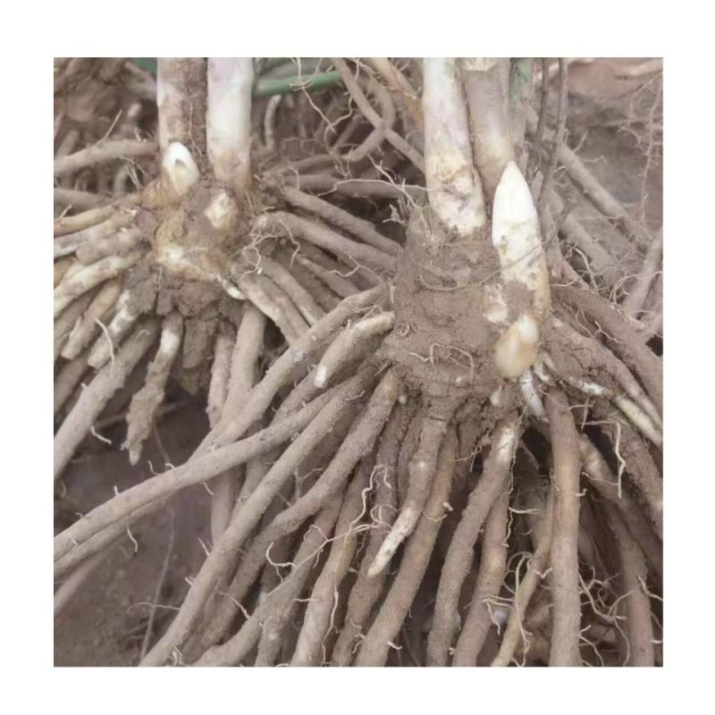 芦笋苗芦笋根苗