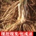 芦笋苗芦笋根苗